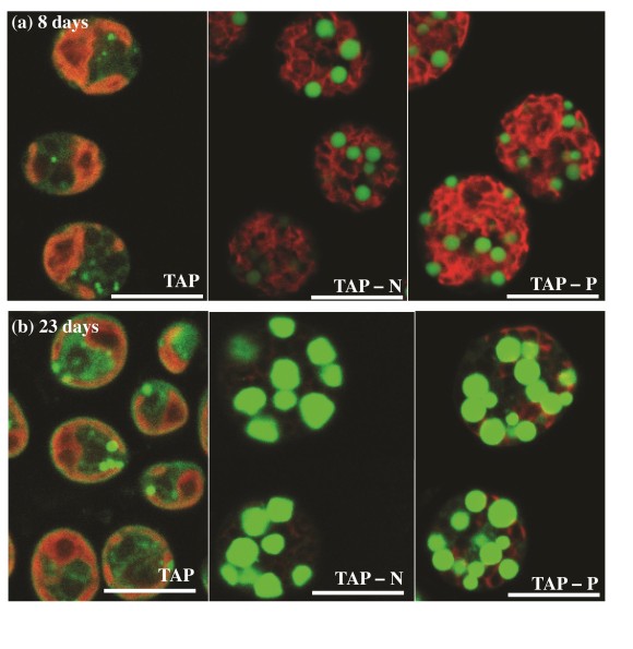 Culture at 8 days (a - Top), and 23 days (b - bottom). The green indicates oil droplets where TAGs have accumulated, while the red indicates thylakoid membranes. TAG accumulation can be observed under two nutrient stress conditions. Thylakoid membranes can be observed even at 23 days under phosphorus starvation conditions (Right).