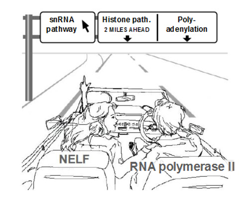 Figure 2. NELF is the key to appropriate control over the RNA length