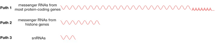 Figure 1. Three types of RNAs synthesized by RNA polymerase II
