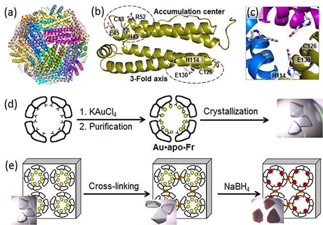 Structure, metal immobilization, and chemical reaction inside a ferritin crystal.