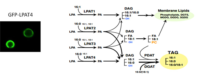 Model of de novo lipid biosynthetic pathway mediated by the four LPATs in Nannochloropsis