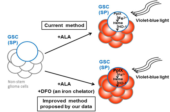 A summary of the improved method for 5-aminolevulinic acid (ALA)-based PDD of glioma stem cells.