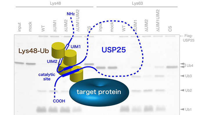 Schematic model for the role of tandem UIMs in USP25. By preferentially binding to the Lys48-linked ubiquitin chain (Lys48-Ub)-conjugated substrate, the tandem UIMs hold it close to the catalytic site of the enzyme which then cleaves Lys48-Ub more readily than Lys63-Ub.