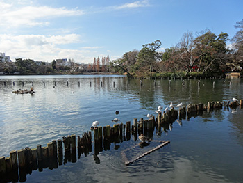 Nearby Senzoku Pond