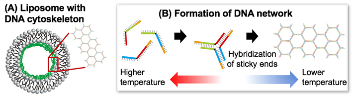 Schematic illustration of this work.