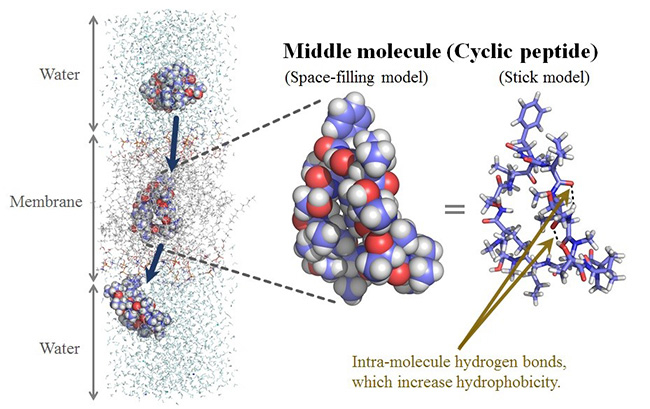 The membrane permeation process of a cyclic peptide