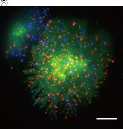 Representative image of simultaneous three-color single-molecule observation of CD3ζ-EGFP (green), Qdot 655-labeled CD3ε (red), and Qdot 585-labeled CD45 (blue) in living Jurkat cells at 37℃. Bar, 5?μm.