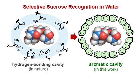 Conceptual cartoon of how a bioreceptor (left) and a Yoshizawa's nanocapsule (right) bind sucrose in their cavities.