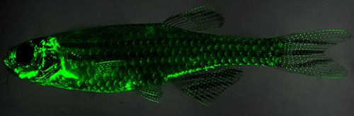 Visualized OPCs in niches using transgenic zebrafish