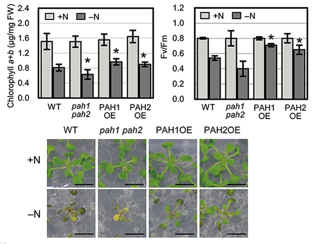 Figure 1. Comparison of chlorophyll content and photosynthetic activity under nitrogen starvation