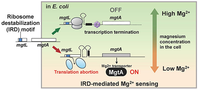 Figure 2. Mechanism for sensing magnesium ions resulting from ribosome destabilization