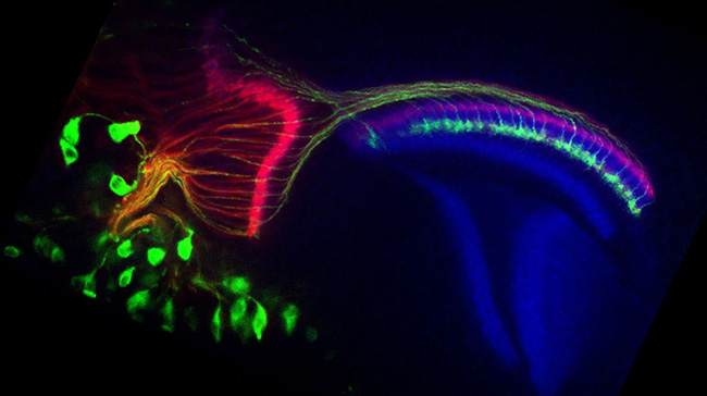 Photoreceptor axons of the developing drosophila visual system.