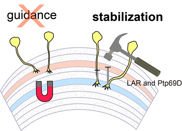 LAR and Ptp69D are required for axonal stabilization
