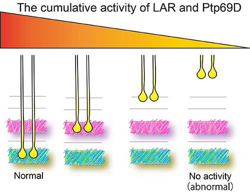 Cumulative LAR and Ptp69D expression controls layer termination of R7 axons.