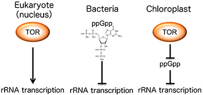 Figure 2. The two systems combine to regulate chloroplast rRNA transcription. Eukaryotic and bacterial growth regulation systems of independent origins work in unison to control chloroplast rRNA transcription.