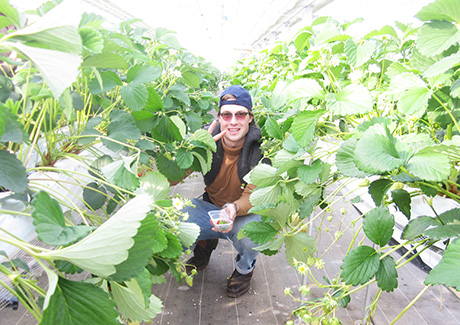 At Yamamoto Strawberry Farm