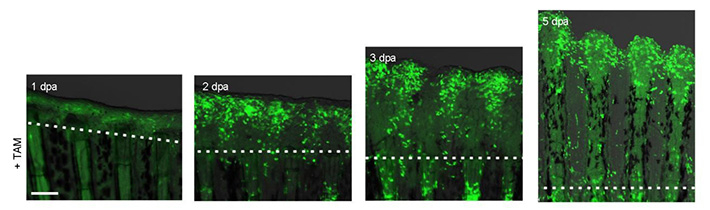 Figure 1. Genetic labeling of regenerative epidermis