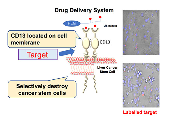 Figure 1. Outline of the drug delivery system (DDS) created in this study ©Osaka University
