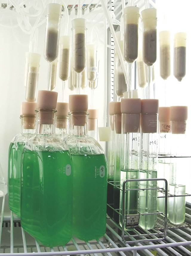 Figure 1. The red alga C. merolae grown in culture in the laboratory