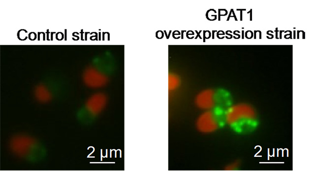 Figure 2. Algal oil accumulation through GPAT1 overexpression