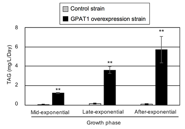 Figure 3. Improved TAG productivity by CmGPAT1 overexpression