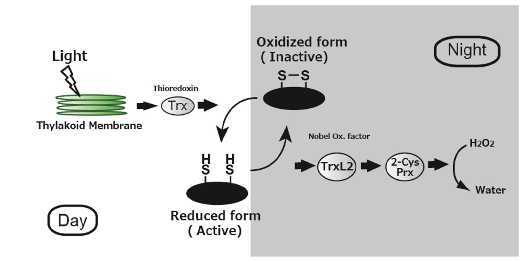 Figure 2. Redox regulation in plants to control photosynthetic activity