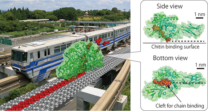 Nano-monorail SmChiA