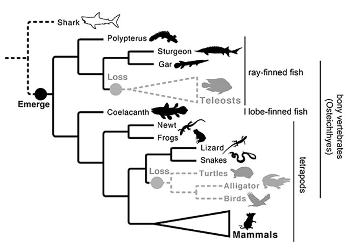 Single emergence and two major losses of ancV1R gene during vertebrate evolution.