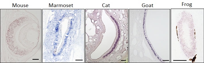 ancV1R expression in diverse vertebrates