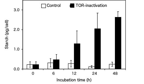 Figure 2. Algal starch accumulation through TOR inactivation