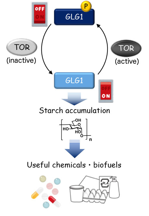 Figure 3. Representation of the "switch" controlling starch accumulation