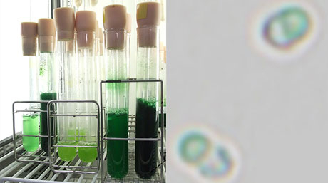 Scientists find a "switch" to increase starch accumulation in algae A brighter future for renewable energy and materials