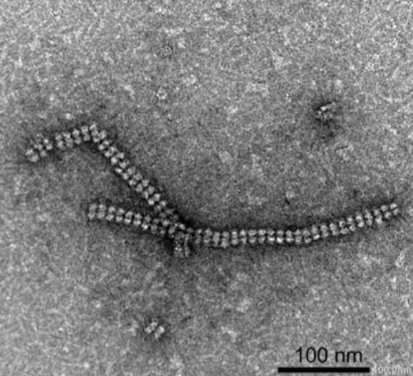 Figure 1. Protein nanotubes