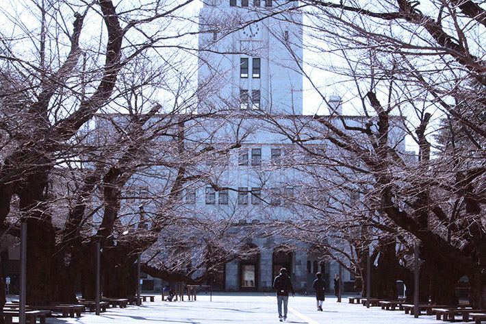 Famous trees in front of Main Building in January 2019