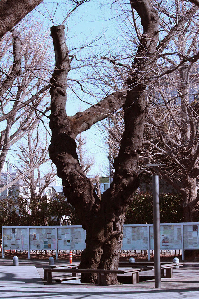 Tree requiring treatment