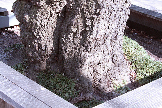 Foot of tree before treatment