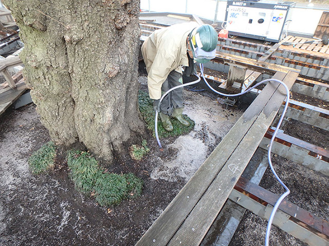 Careful watering of the site