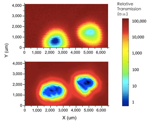 Visualization of the interior of mouse tails