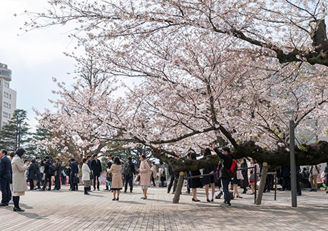 New students and their families enjoying cherry blossoms