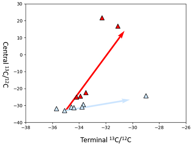 Figure 3. Analysis of molecular isotope species of propane of natural gas samples. Arrows indicate data from simulation experiments: cultivation of propane-degrading bacteria (red) and "cracking" (light blue). Red symbols indicate samples that have been degraded by bacteria. Credit: Alexis Gilbert, Tokyo Tech