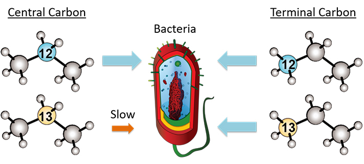 Figure 4. Carbon Isotopic molecular species of propane and the different speed at which they are metabolized by bacteria. Credit: Yuichiro Ueno, ELSI