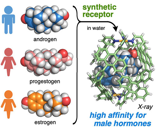 The synthetic receptor preferentially binds a male hormone