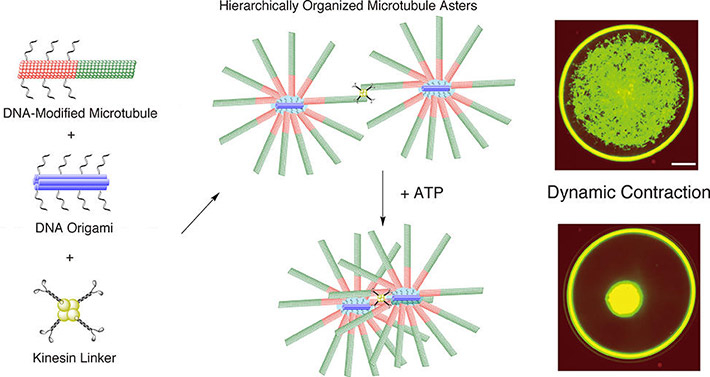 Mixing DNA-modified microtubules, DNA origami and kinesin linkers leads to star-like formations of microtubules that are connected by kinesin linkers. This network contracted dynamically when ATP energy was added. (Matsuda K. et al., Nano Letters, April 30, 2019)