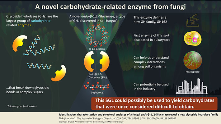 New family on the block: a novel group of glycosidic enzymes