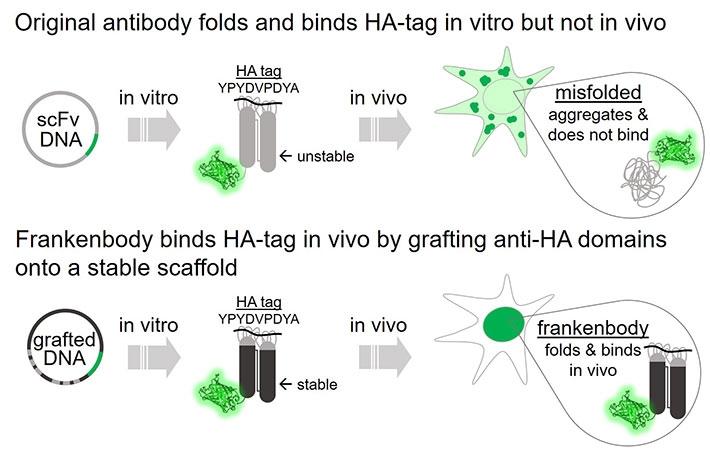 Frankenbody binds HA-tag in vivo.