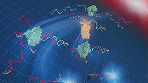 A rapid, easy-to-use DNA amplification method at 37°C