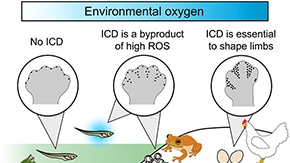 Oxygen shapes arms and legs: origins of a new developmental mechanism called "interdigital cell death"