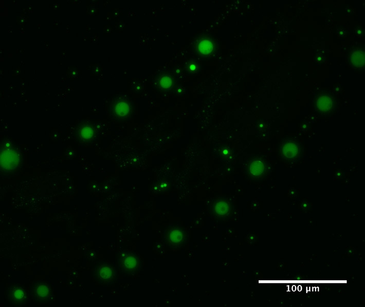 Figure 2. Prebiotically synthesized heterogeneous polyester microdroplets containing a fluorescent dye, showing the capability of polyester microdroplets to act as primitive compartments.