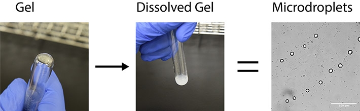 Figure 3. Alpha-hydroxy acid monomers are dried, resulting in the synthesis of a polyester gel. This gel is then rehydrated, resulting in the assembly of microdroplets.
