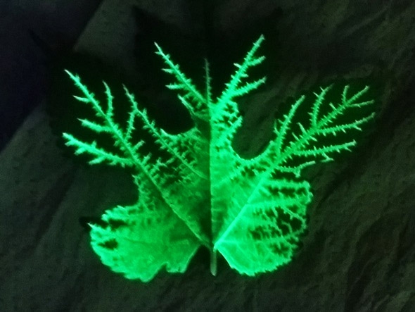 Mulberry leaf veins with fluorescent dye